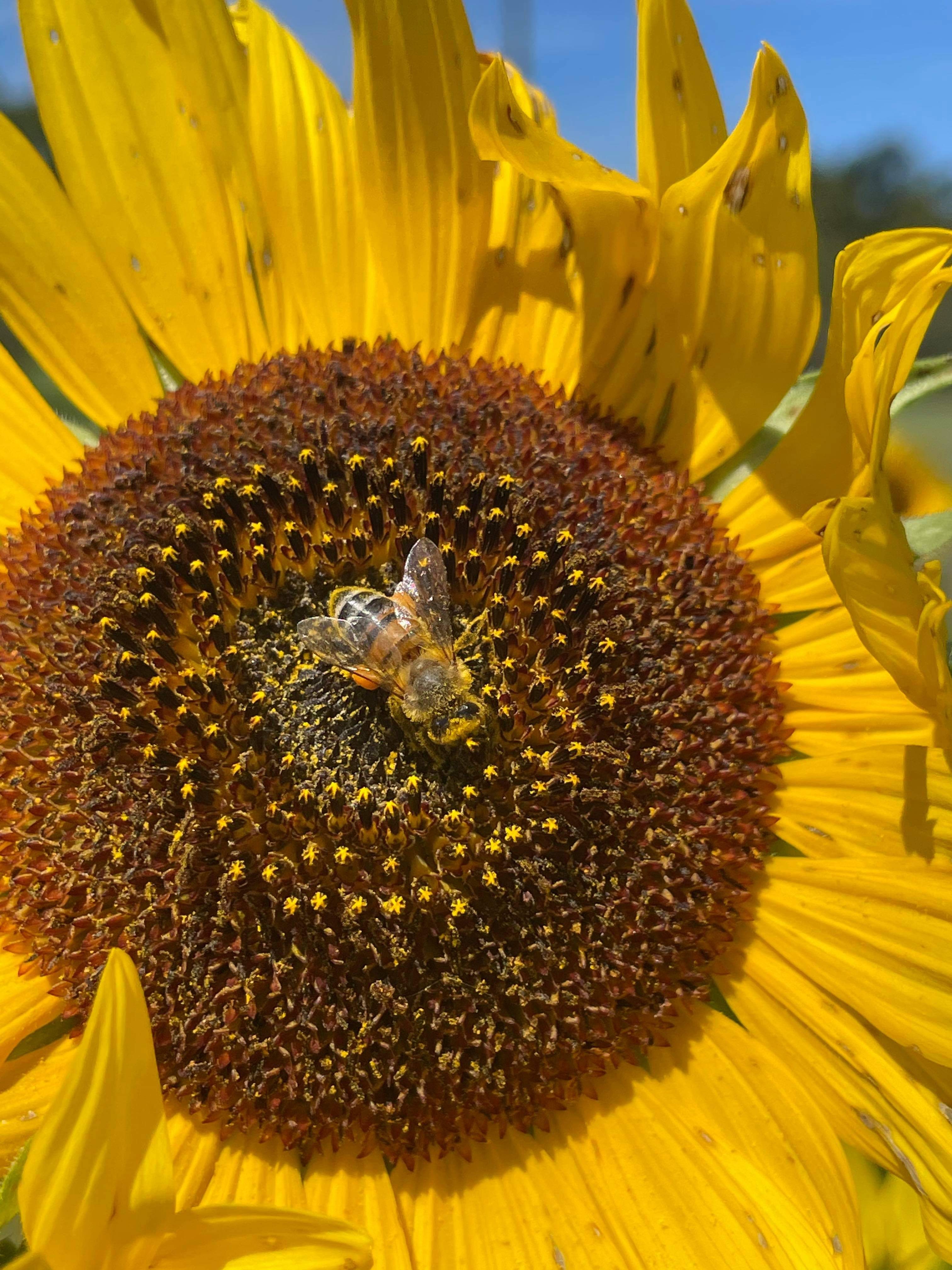 Sunflowers always face the sun